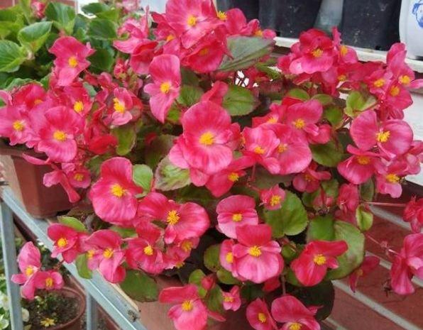 盆栽花卉四季开花好养 2451-iyywcsz2917446.jpg