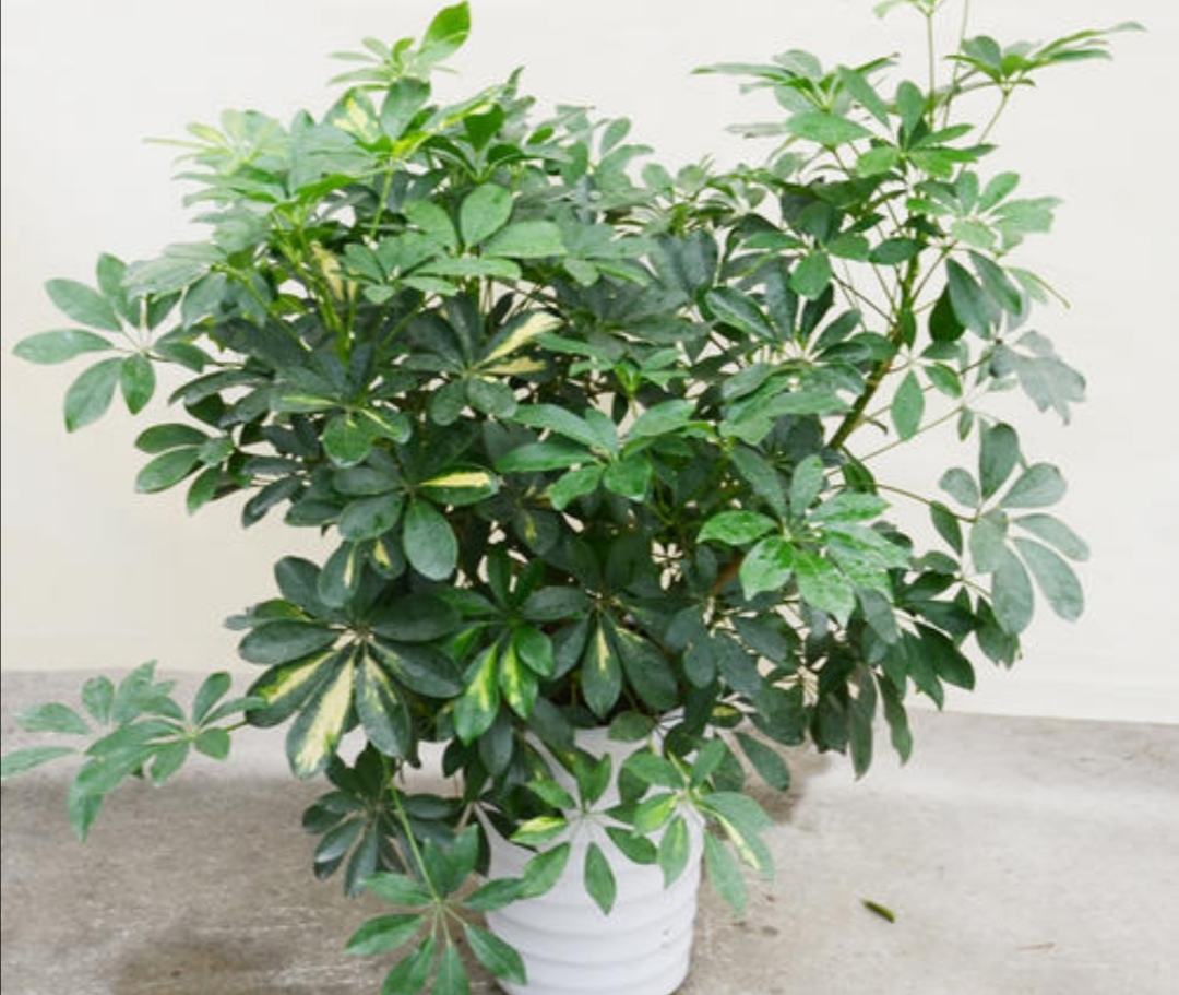 鸭脚木盆栽,怎么养,才能长得枝繁叶茂?