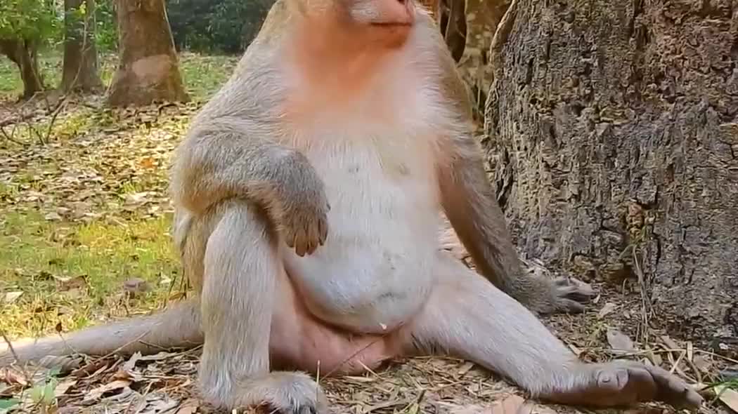 漂亮母猴这个姿势,瞬间撩倒一群公猴子?