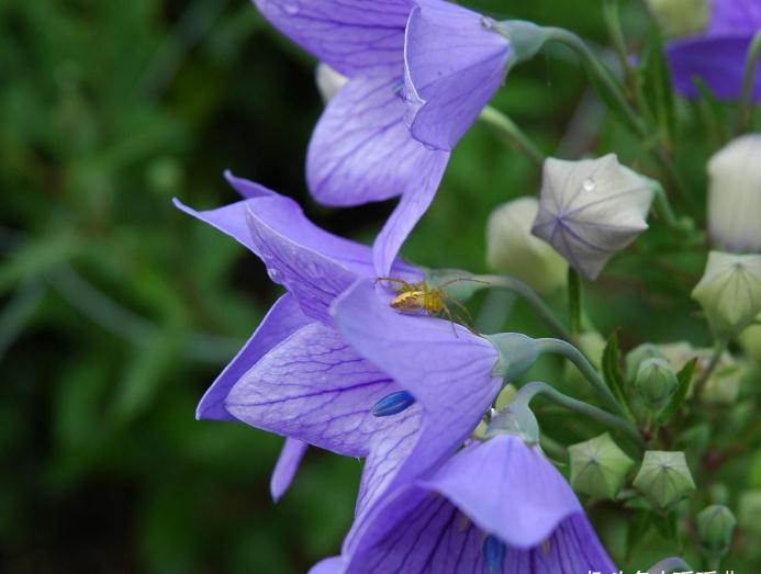 桔梗配什么花好看 863f-iyhvyvc1077022.jpg