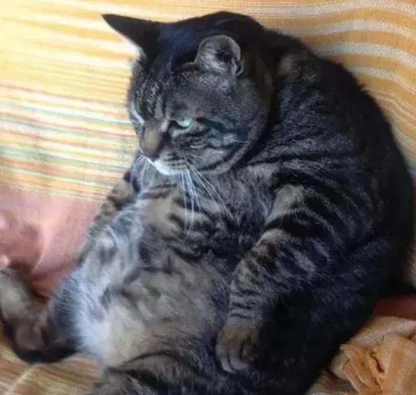 狸花猫吃成胖猪16斤的身子有气势主人抱着它还不喘气