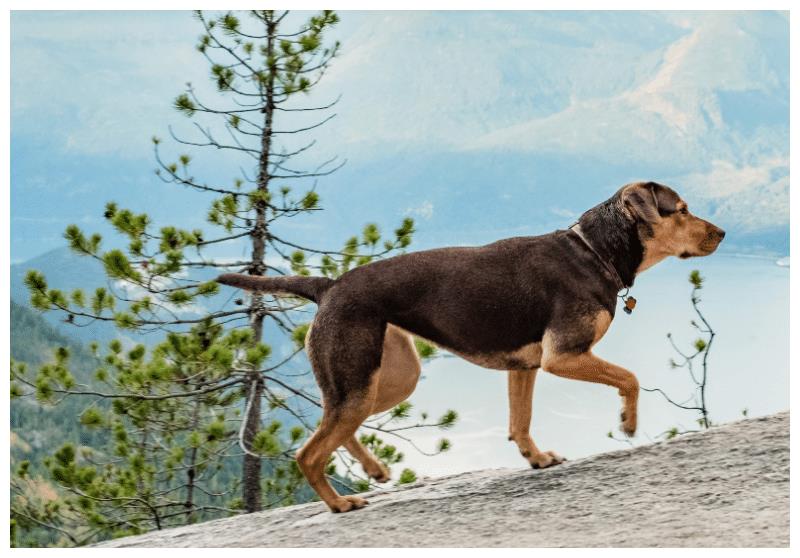 《一条狗的回家路》:一场忠犬的冒险之旅,只为最后的温暖休闲区蓝鸢梦想 - Www.slyday.coM 《一条狗的回家路》:一场忠犬的冒险之旅,只为最后的温暖休闲区蓝鸢梦想 - Www.slyday.coM
