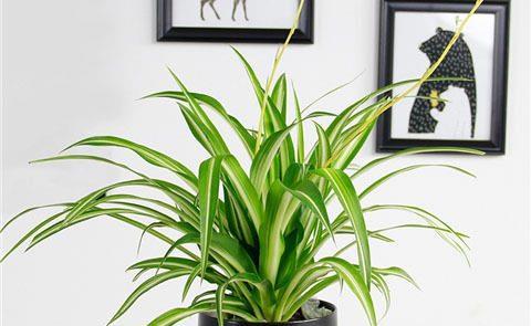 常见盆栽花卉名称 74b8-ketnnaq1283307.jpg