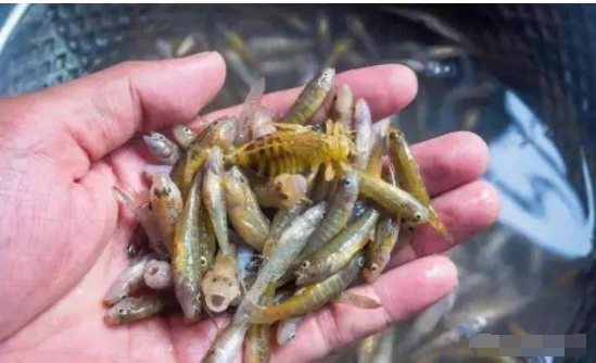 河里5种难以长大的鱼现在有钱也难买到是多少人儿时的记忆