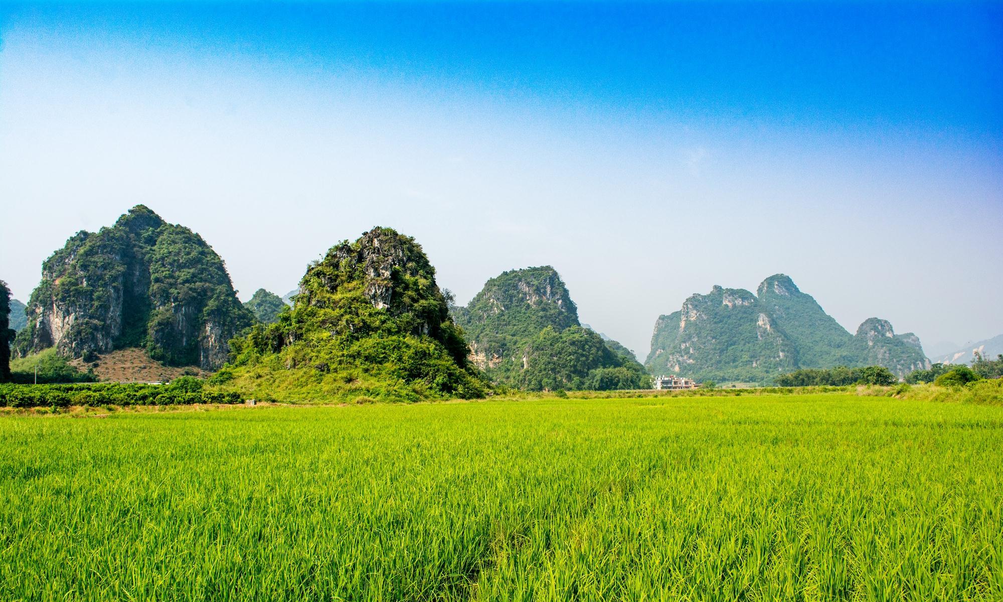 田园生活吸引力 农村文化复兴原因