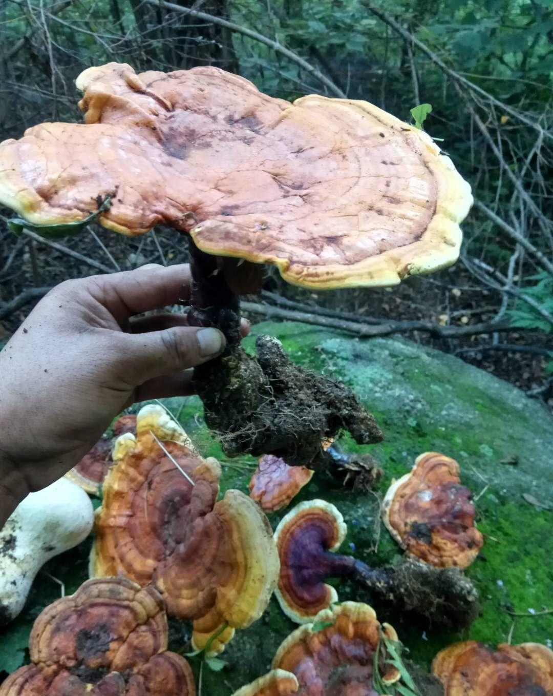 临朐一网友进山采蘑菇,结果遇到了野生灵芝