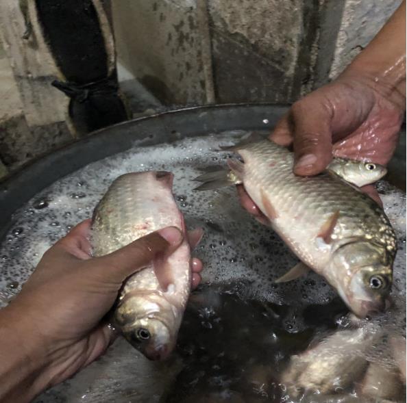 鱼多少度就不吃食了 5ae1-keyancx2568948.jpg