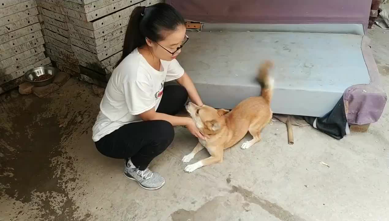 醉汉闯家中跟狗干架,被咬后不仅索赔2000元还要杀狗!我该怎么办