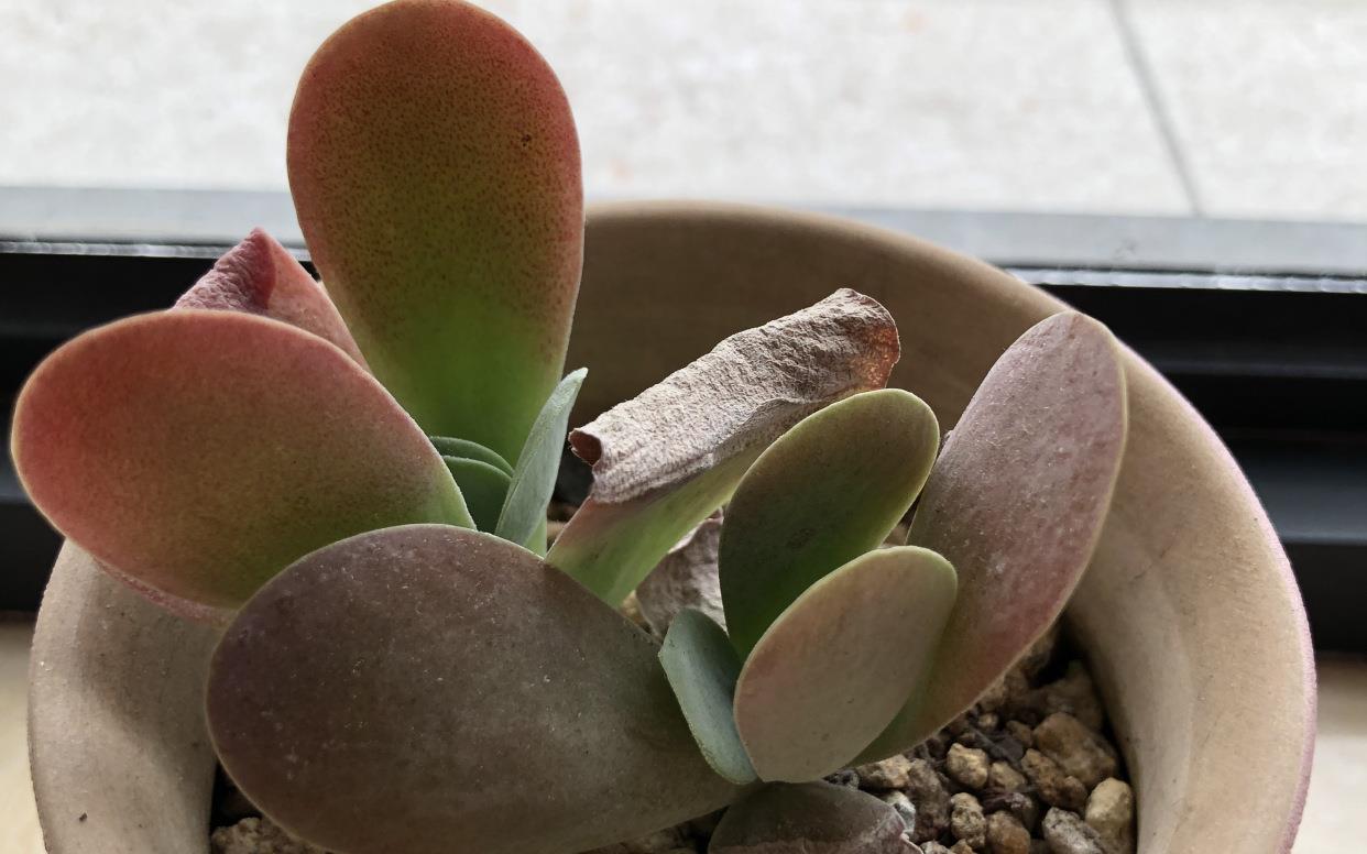 多肉怎样长得又快又好 7dde-kefmphc0714960.jpg