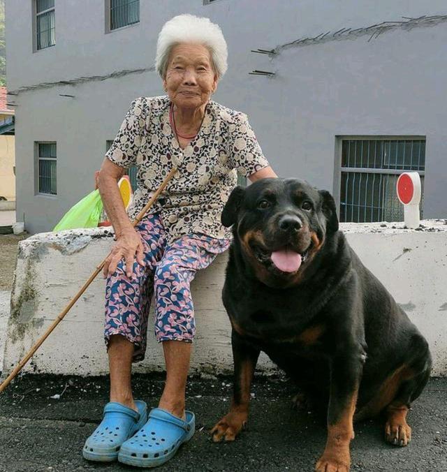 罗威纳犬因"胆小"被弃,却因尊老爱幼,它被宠到130斤!