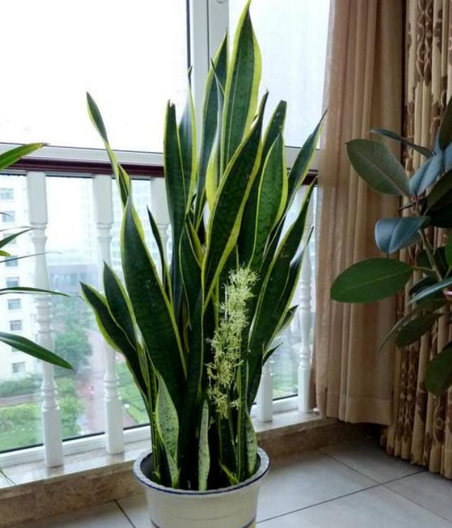 这几款植物养在家里,镇宅又旺财,家里更清新,养在客厅上档次!