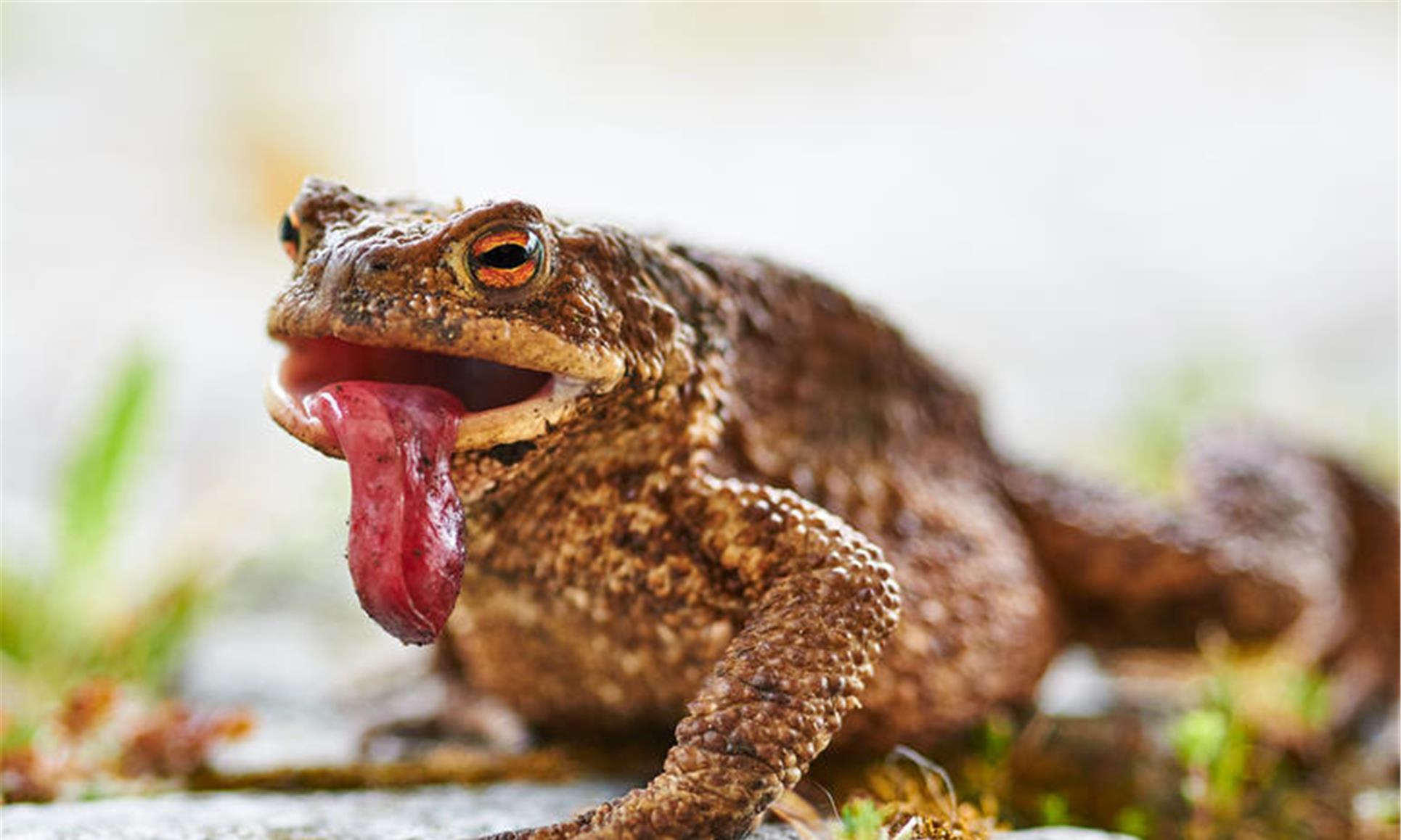 蟾蜍会致人死亡吗