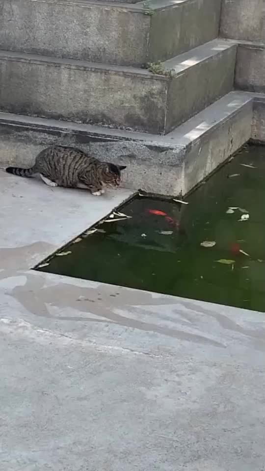 鱼塘里的鱼日益减少有人说是猫偷得我到现在才相信