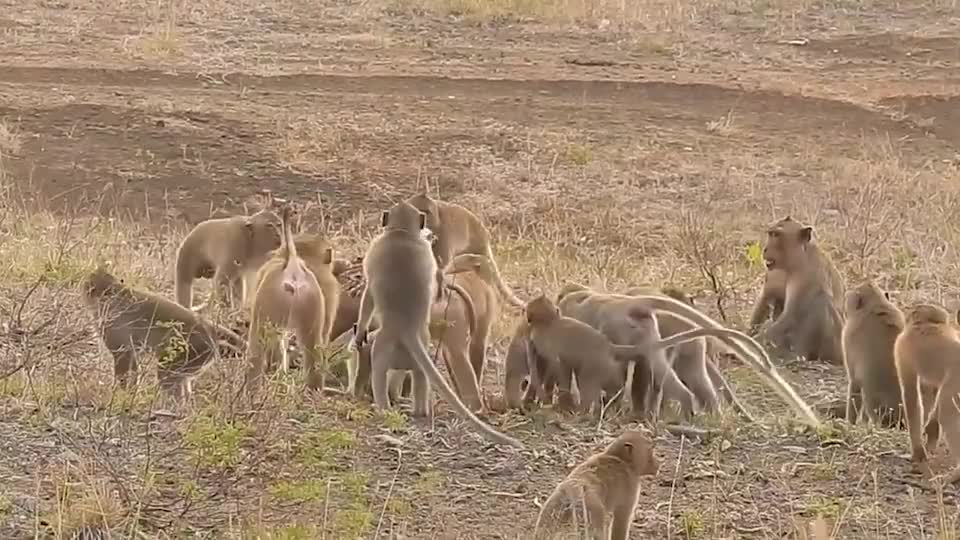 食猴鹰误闯猴子领地惨遭猴群报复想死的心都有了