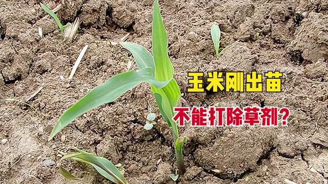 玉米刚出苗，杂草就泛滥，为何不建议打除草剂？咋把握最佳时机？