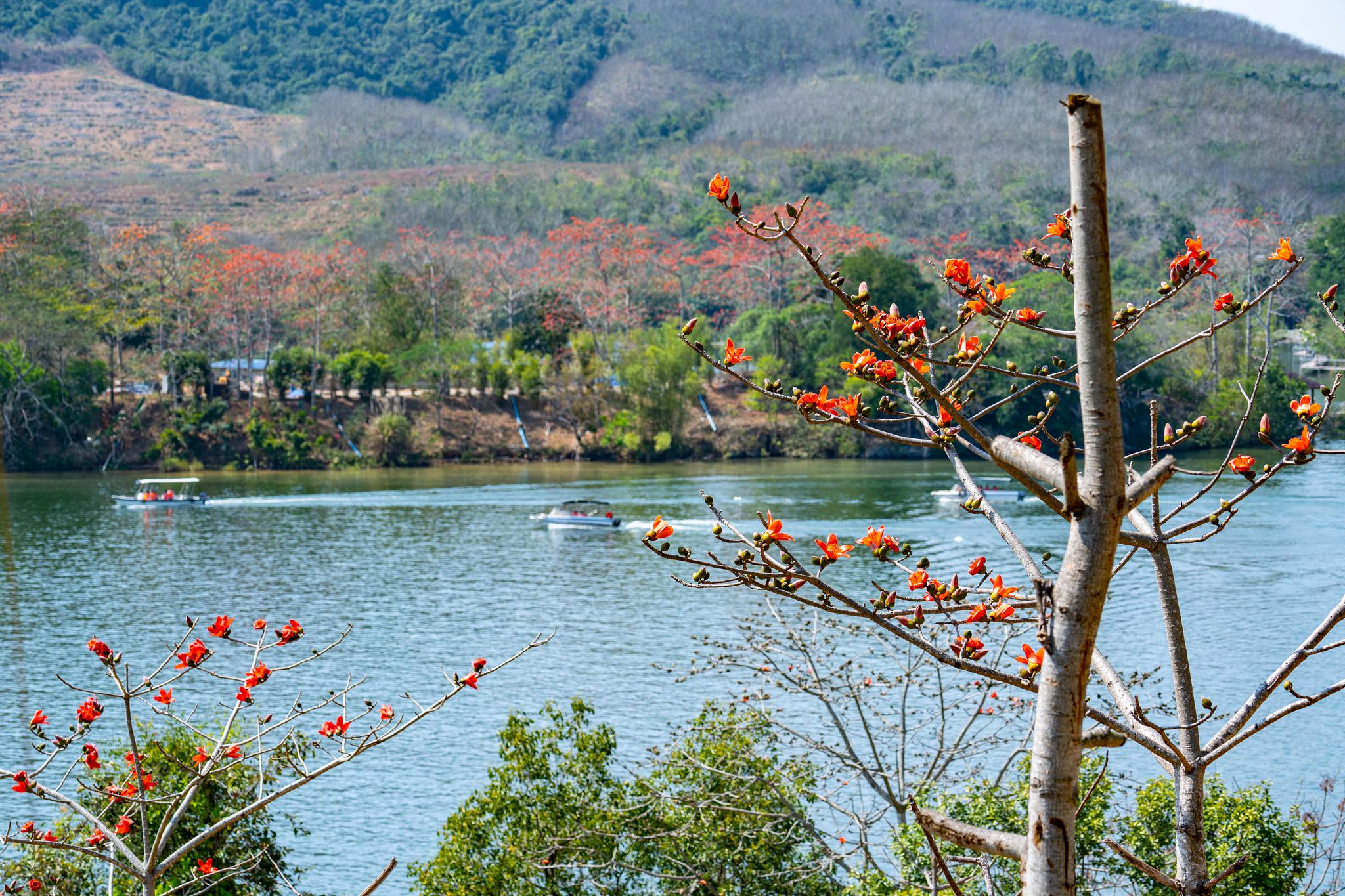 海南西部沿海的美丽古城昌江，这里是最具人气的赏木棉圣地|古城|海南|梯田_新浪新闻