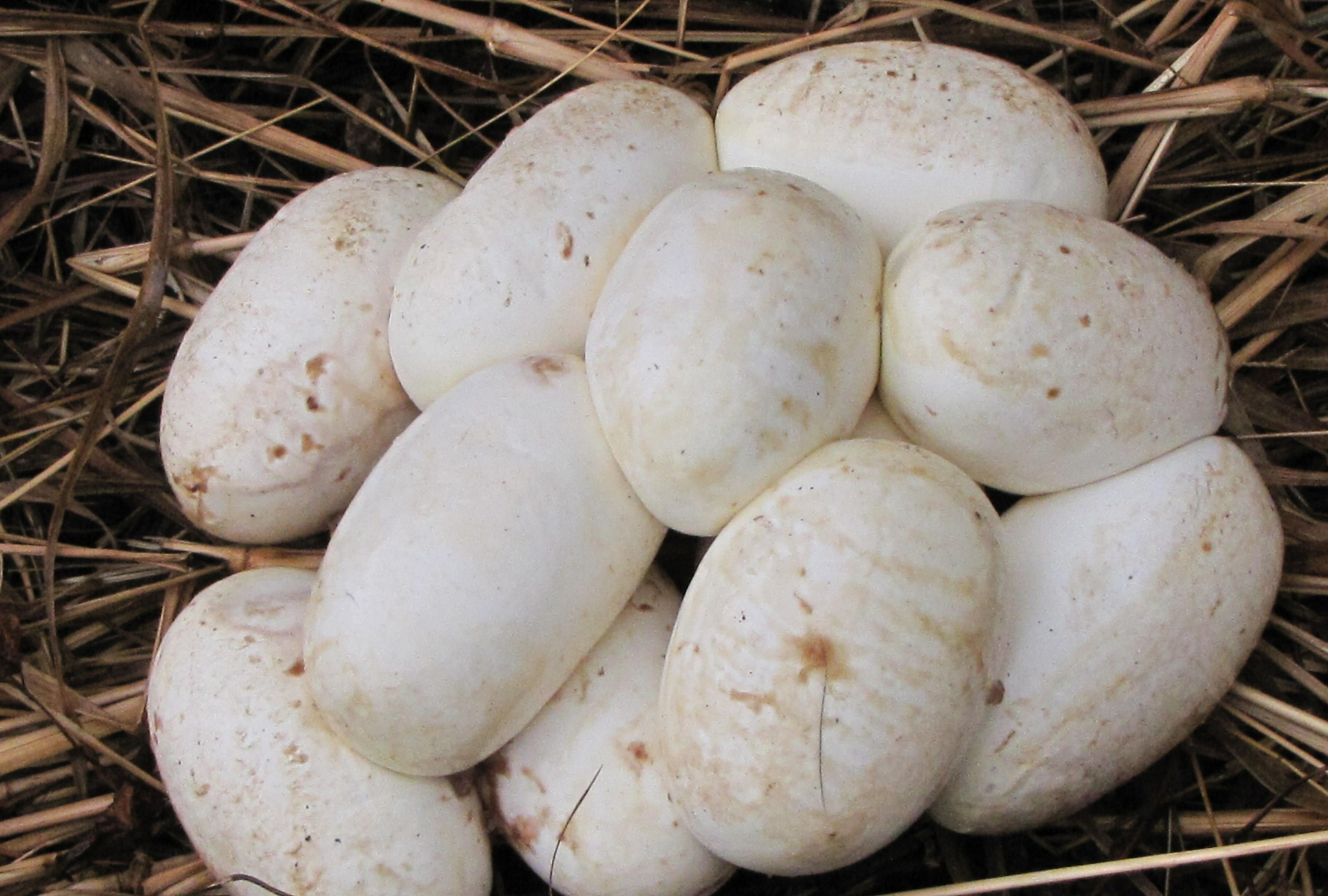 全家头皮发麻：网购盆栽中十条小蛇！孵蛋的母蛇究竟躲...