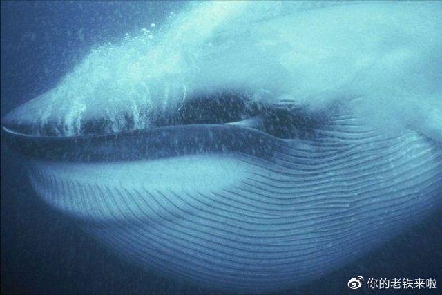 蓝鲸体育全程直击NBA西部卡位关键战役