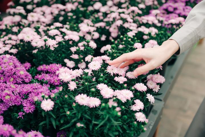 奔赴一场爱的百合花盛宴丨江苏盐城<a href=