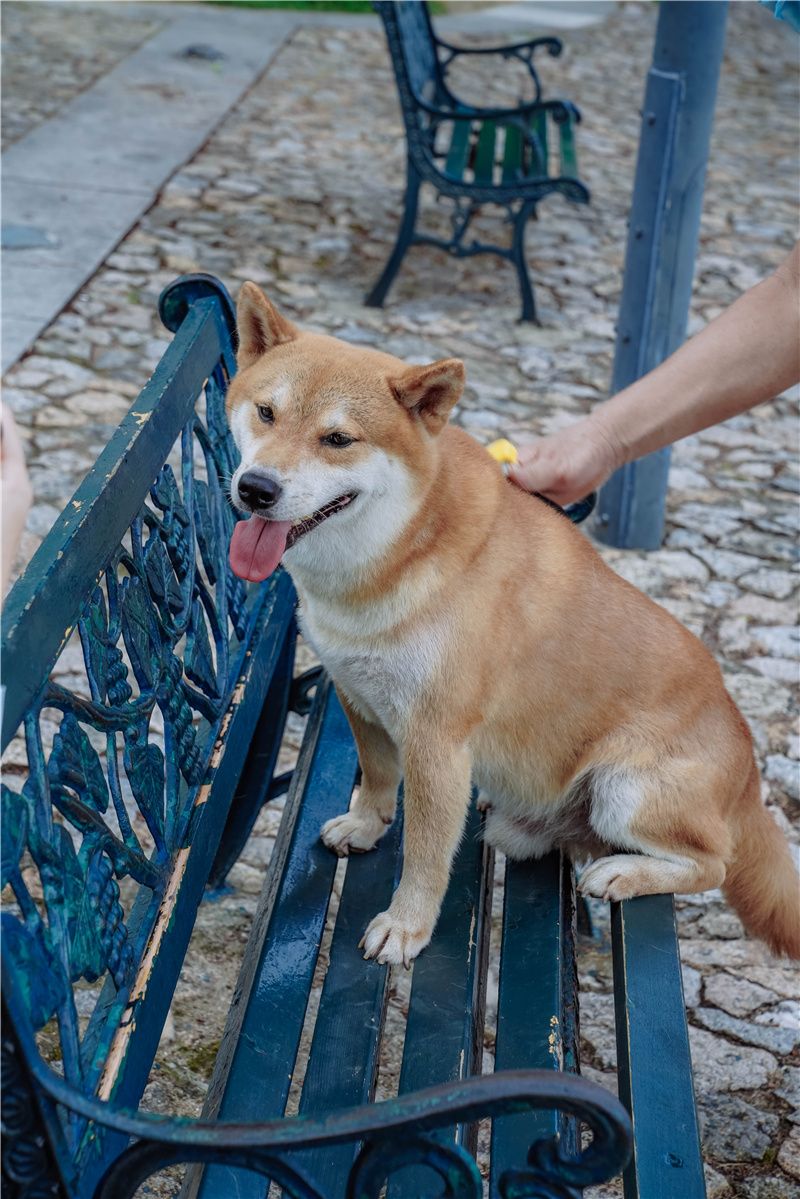 澳门也有安静人少的公园，是最惬意的城市角落，小众打卡好去处