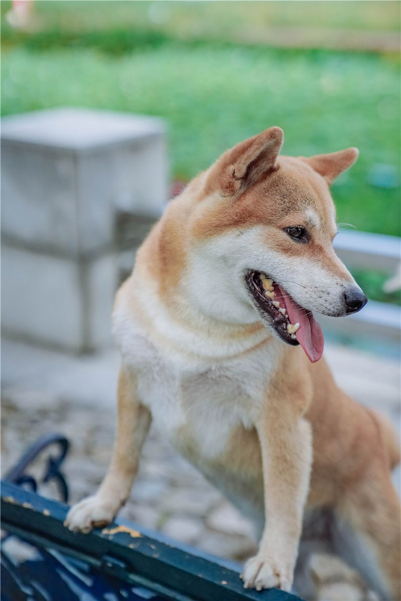 澳门也有安静人少的公园，是最惬意的城市角落，小众打卡好去处