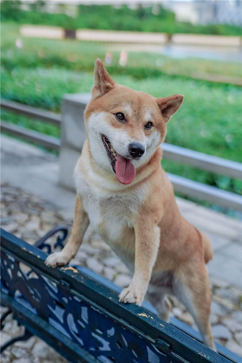 澳门也有安静人少的公园，是最惬意的城市角落，小众打卡好去处