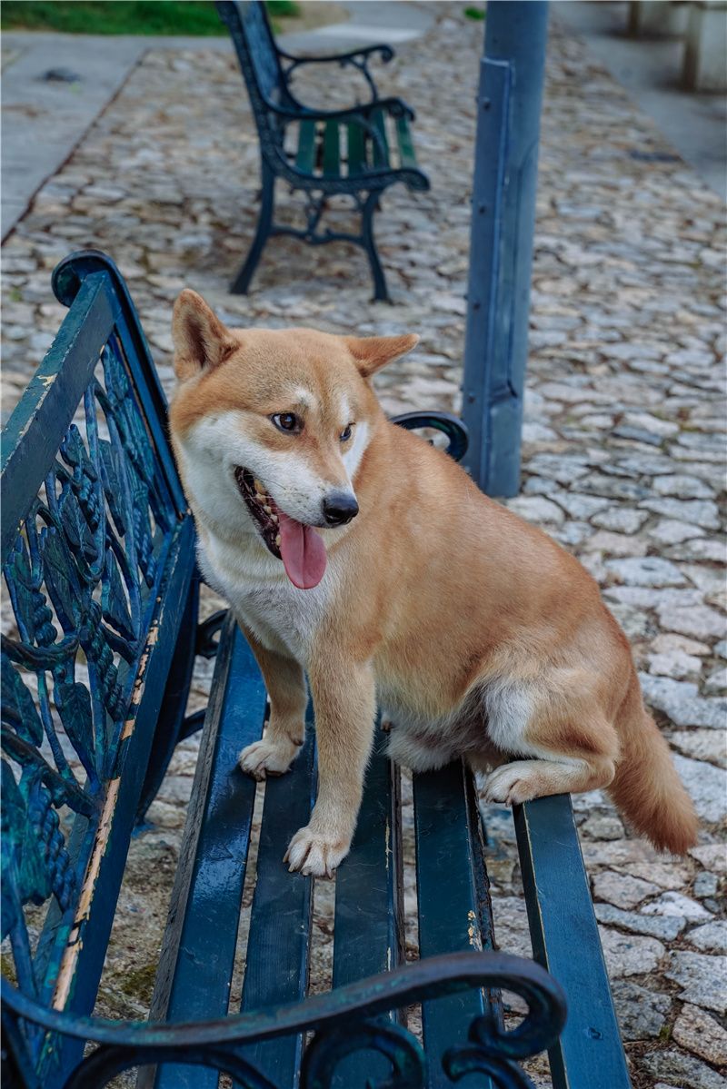 澳门也有安静人少的公园，是最惬意的城市角落，小众打卡好去处