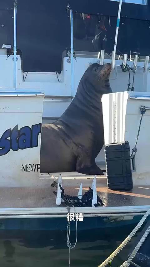 矮胖海狮咆哮惊愕旁观者