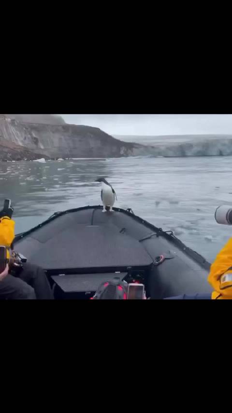 一只企鹅为了躲避海豹跳上船，被送到冰山与同伴团聚