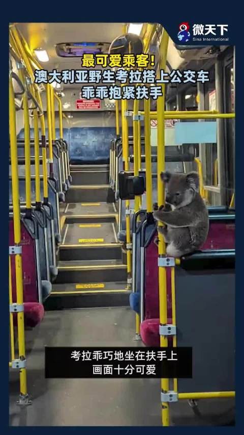 最可爱乘客！澳大利亚野生考拉搭上公交车，乖乖抱紧扶手