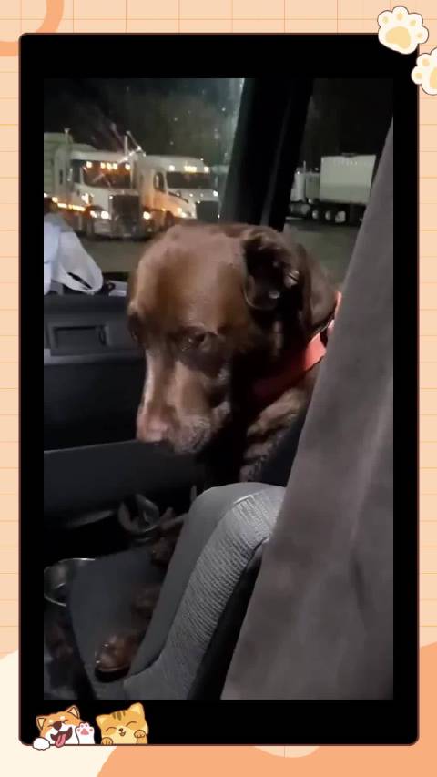 主人安抚卡车里呕吐难受的小狗，太暖心了