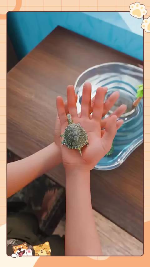 宠物乌龟如何引发权力游戏