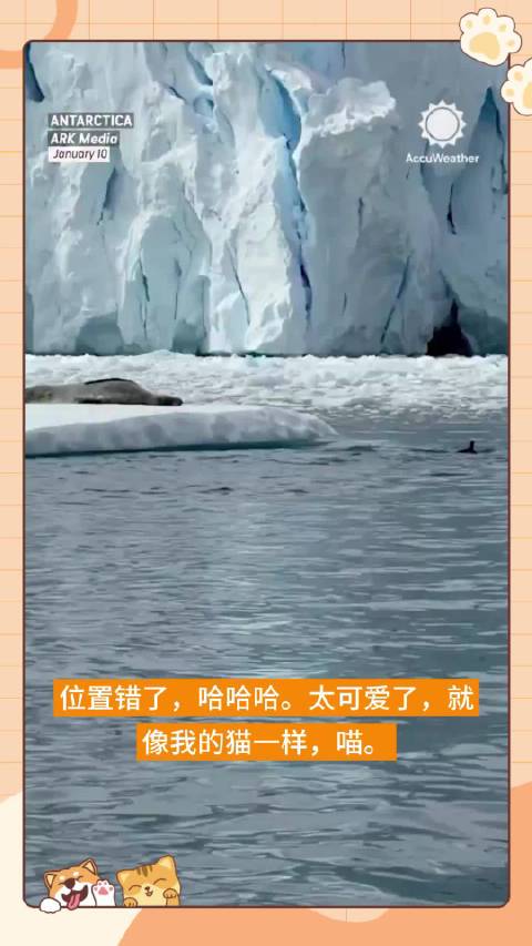 看到神情悠闲的海豹，企鹅们转身离开