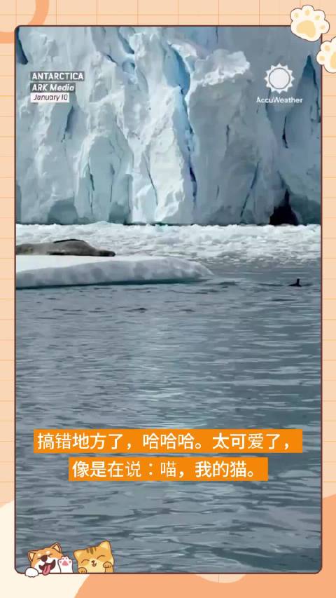 看到悠然海豹，企鹅们转身离开