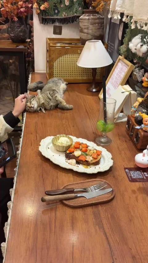 燕岛秋潮和我的小猫 每天在我店里单循送春归的歌 让更多人听到我的宝藏乐队