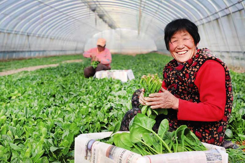 “温室订单菠菜”销往<a href=