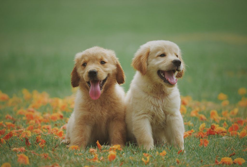 狗肉到底能不能吃？<a href=