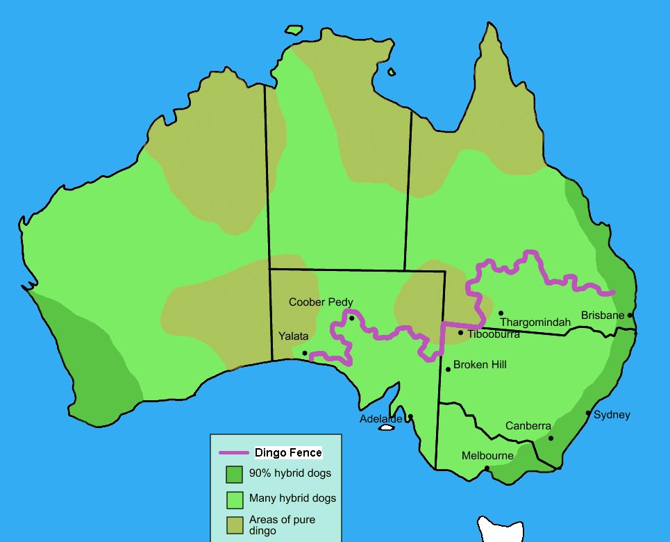 狗肉到底能不能吃？<a href=