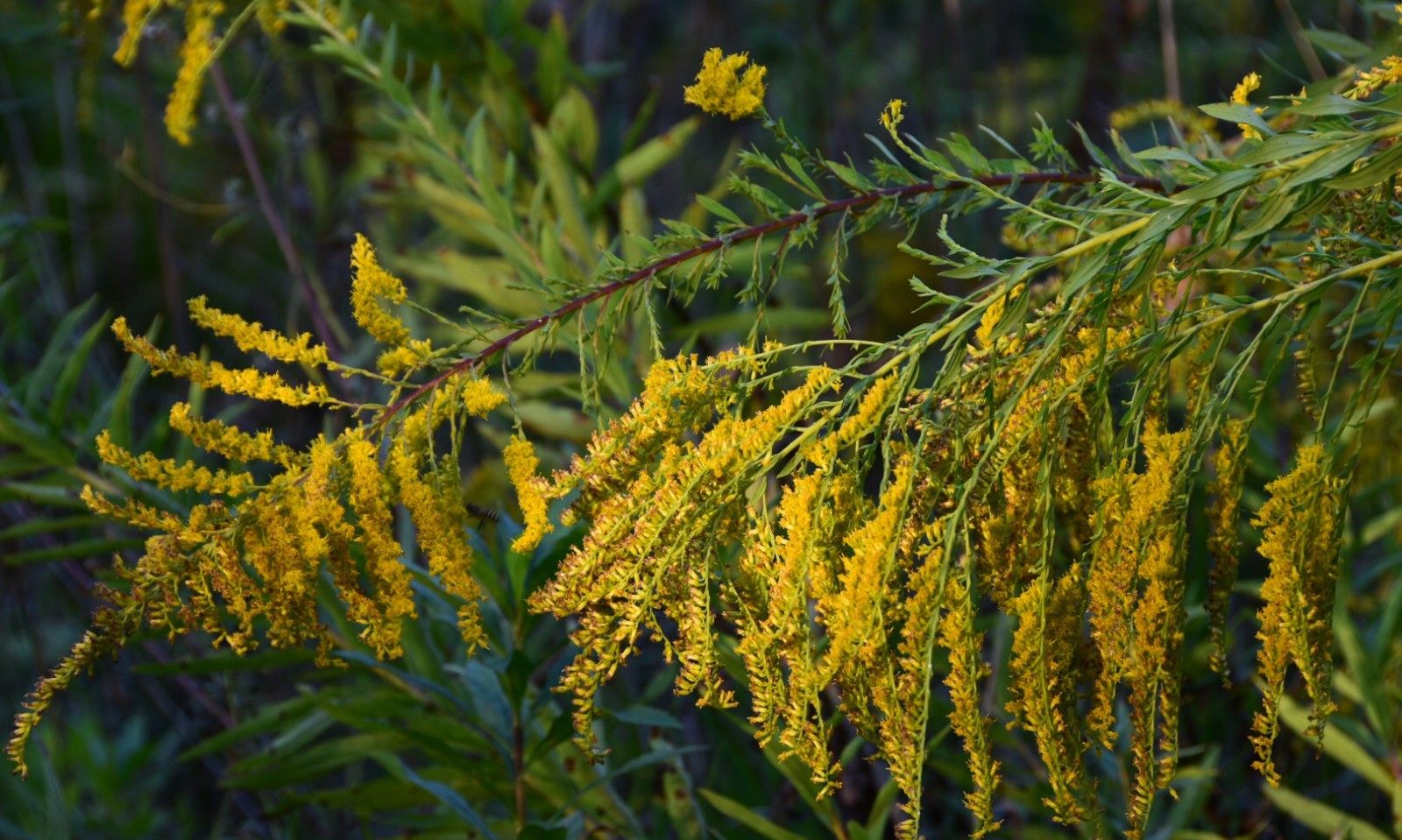 危害不输水葫芦!<a href=