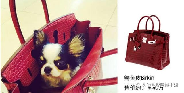 汪明荃爱犬住海景豪宅,何鸿燊家族爱狗爱猫,香港名流的宠物命不同