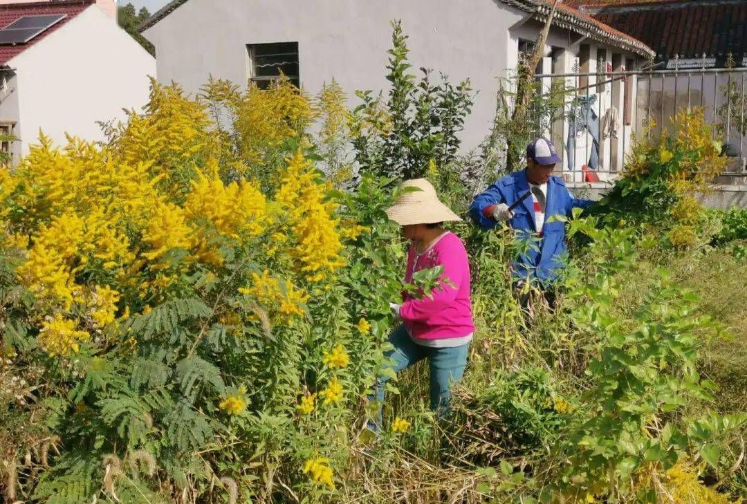 危害不输水葫芦!<a href=