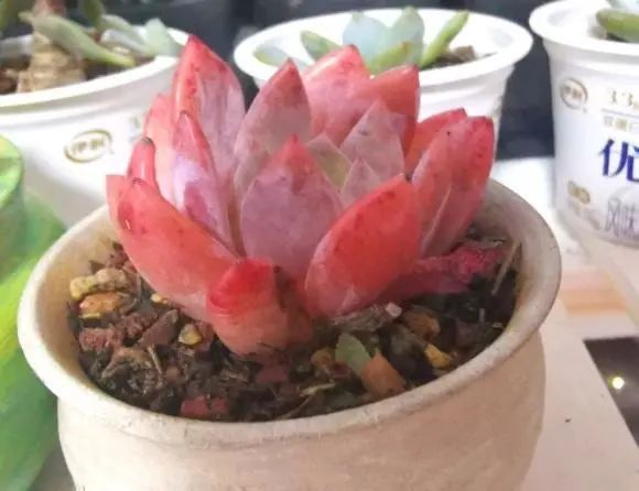 多肉销售增长了?买多肉的越来越多?可能是夏天死得太多了休闲区蓝鸢梦想 - Www.slyday.coM 多肉销售增长了?买多肉的越来越多?可能是夏天死得太多了休闲区蓝鸢梦想 - Www.slyday.coM