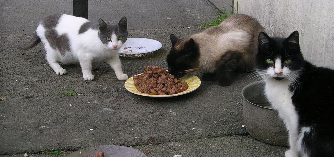 狗肉到底能不能吃？<a href=