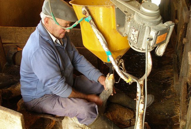 狗肉到底能不能吃？<a href=