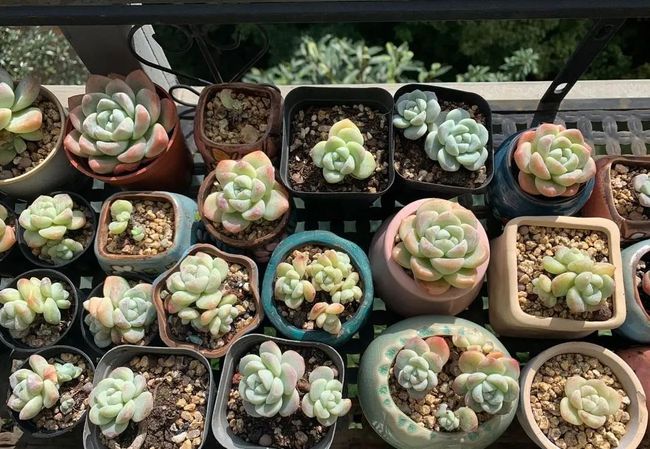 多肉销售增长了?买多肉的越来越多?可能是夏天死得太多了休闲区蓝鸢梦想 - Www.slyday.coM 多肉销售增长了?买多肉的越来越多?可能是夏天死得太多了休闲区蓝鸢梦想 - Www.slyday.coM