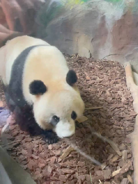 游客分享多地熊猫观察记录，贡贡舜舜等十余只熊猫亮相