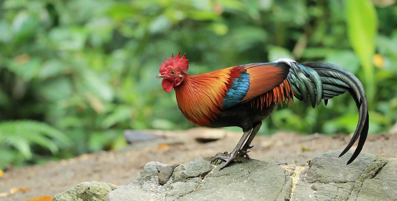 狗肉到底能不能吃？<a href=