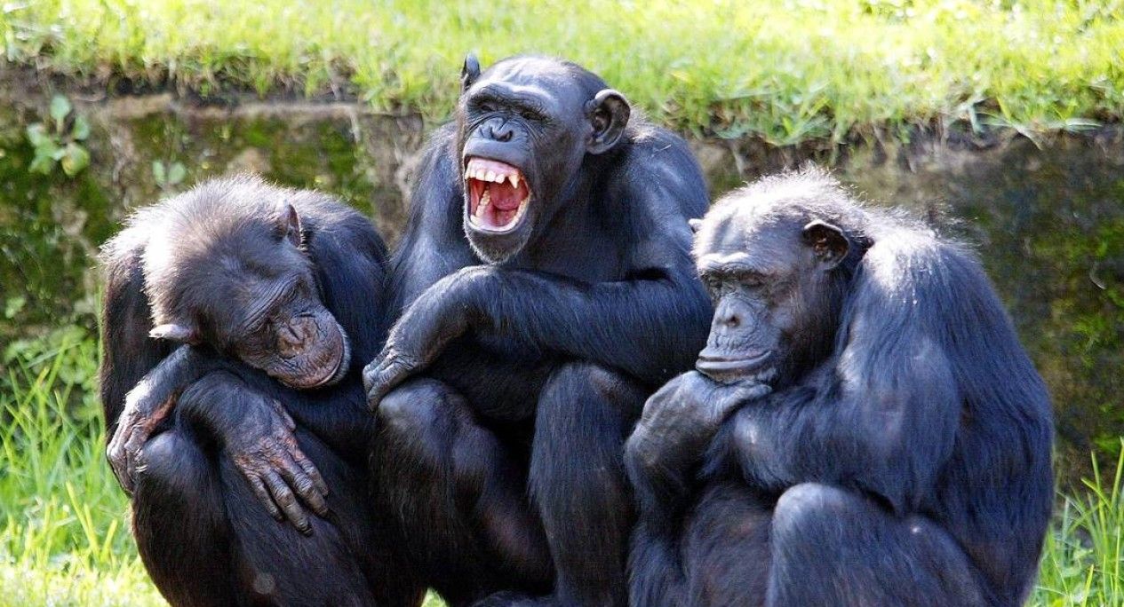 狗肉到底能不能吃？<a href=