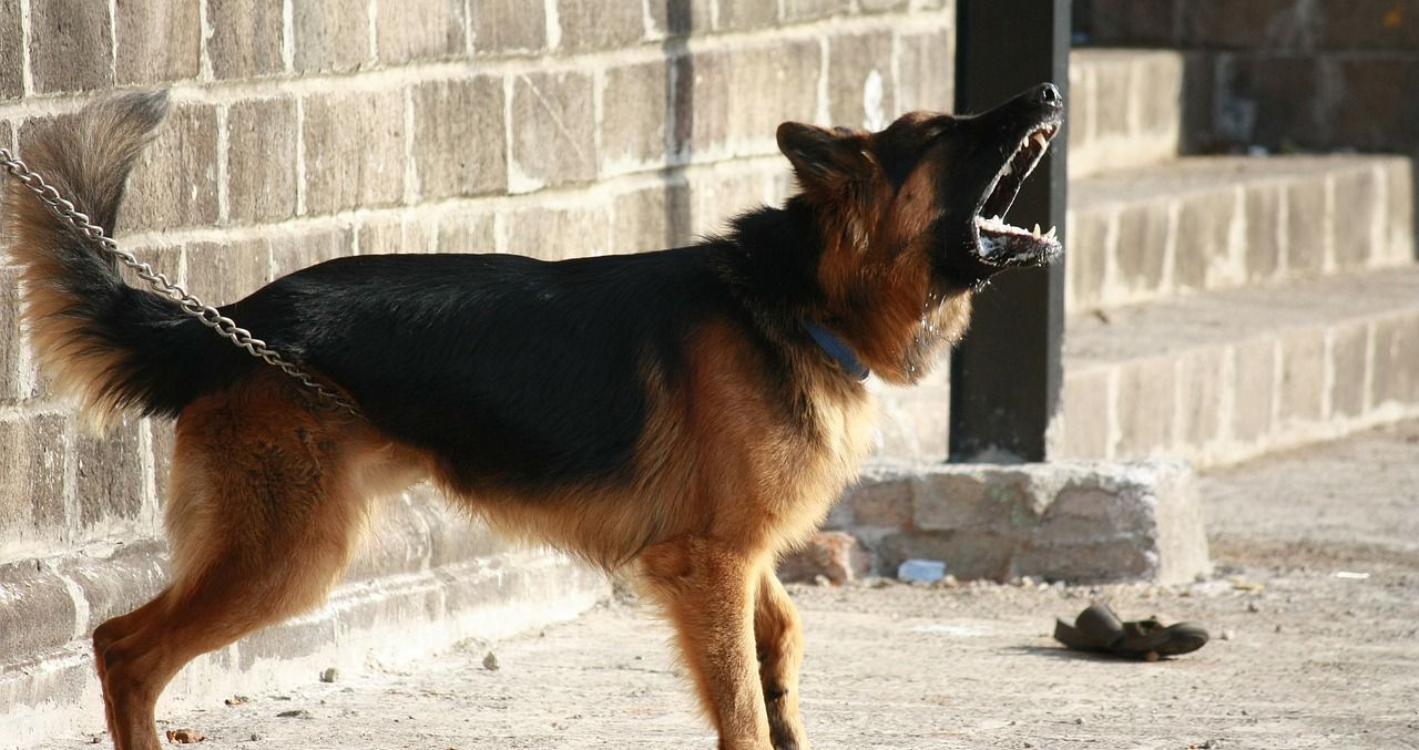 狗肉到底能不能吃？<a href=