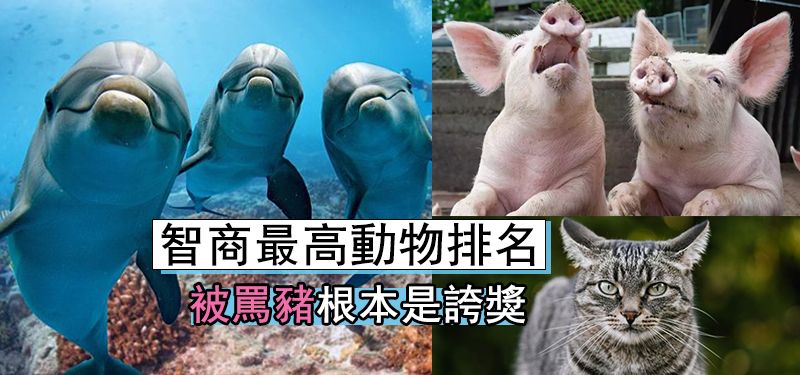 狗肉到底能不能吃？<a href=